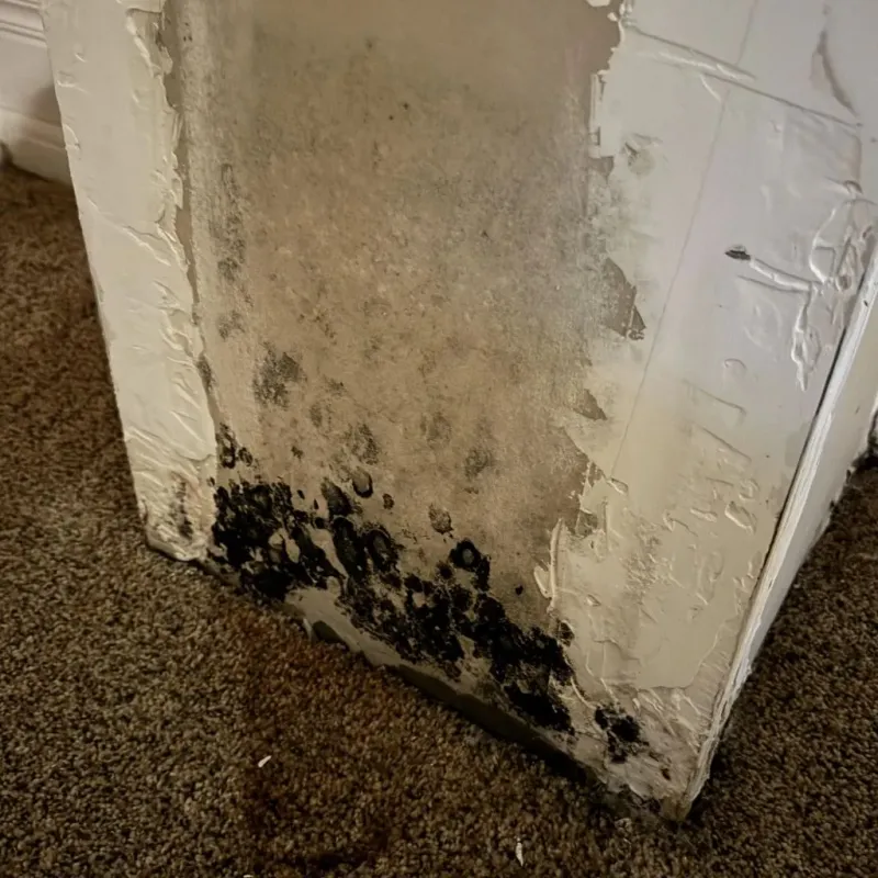Professional Mold Removal in Preston County, WV
